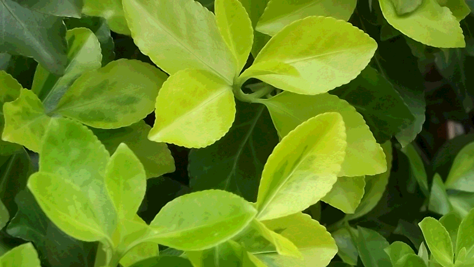 bitreduce_nature
